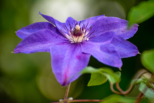 Beautiful flower bud clematis violet during flowering among foliage and stems
