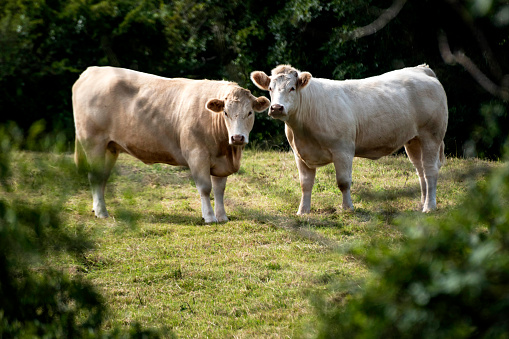 Two bull cattle in a field, in Northern Ireland they are Charolais cattle