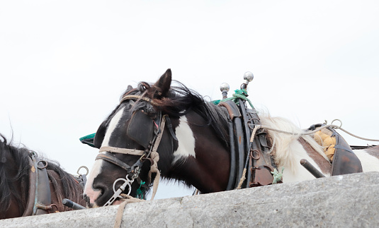 These Horses are used to Transport Tourists over the Island by Covered Wagon.\n\nThis Picture is made during a Vacation to Ireland in July 2022 on the Aran Islands.