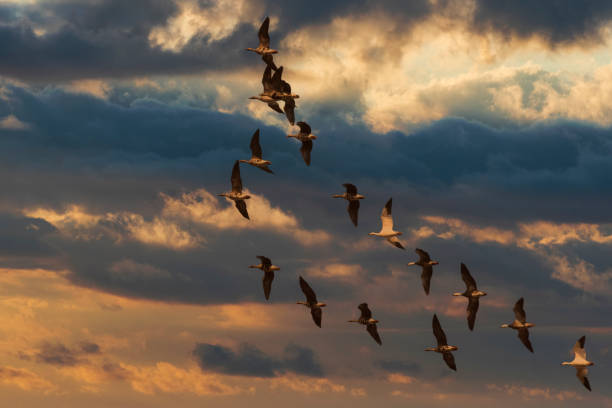 istock Geese Flying in Formation Against Dramatic Sky 1413603229