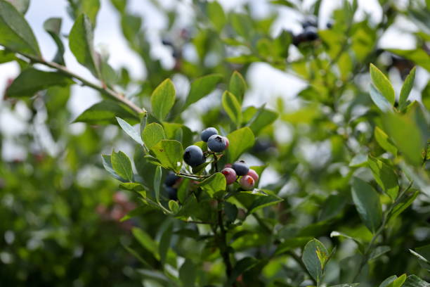 istock Blueberries on a tree in the garden 1413603255