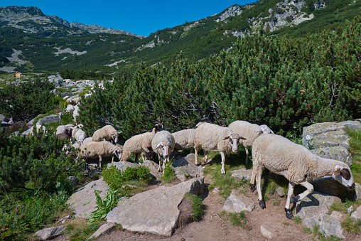 Herd of sheep grazing in mountains at sunny day.