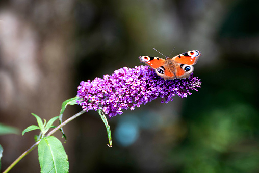 Peacock butterfly taking nectar from lilac Buddleia flower