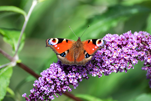 Peacock butterfly taking nectar from lilac Buddleia flower