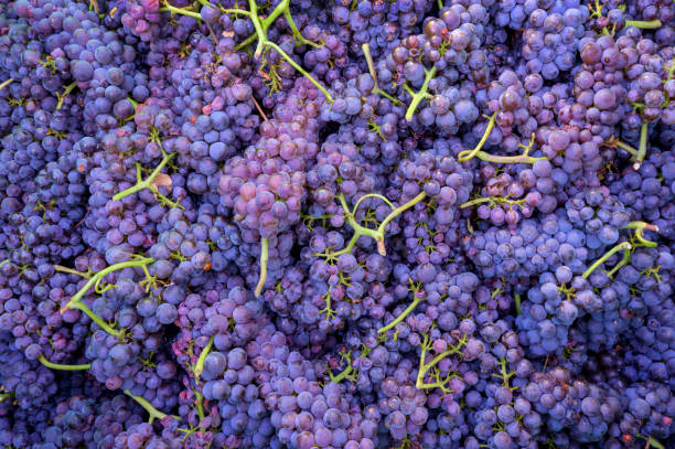 Blue grapes stock photo