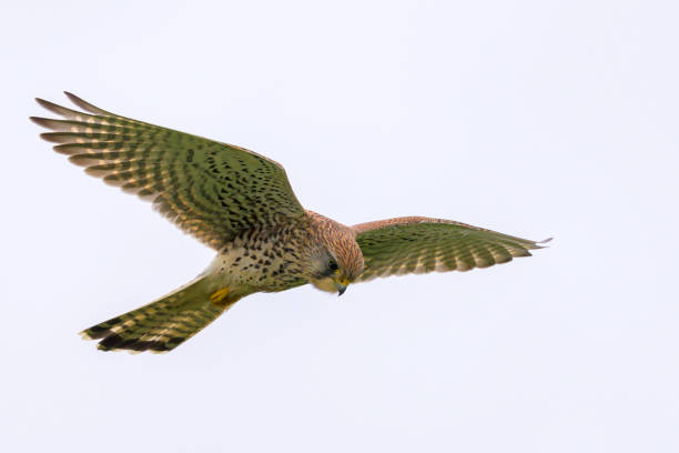 Common kestrel (Falco tinnunculus) Common kestrel (Falco tinnunculus) hovering in flight, Netherlands. falco tinnunculus stock pictures, royalty-free photos & images