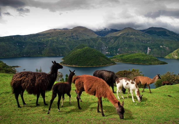 Alpacas in Cuicocha Lake Alpacas grazing in the farms around Cuicocha Volcanic Lagoon, , Cotacachi, Ecuador brown llama on the field stock pictures, royalty-free photos & images