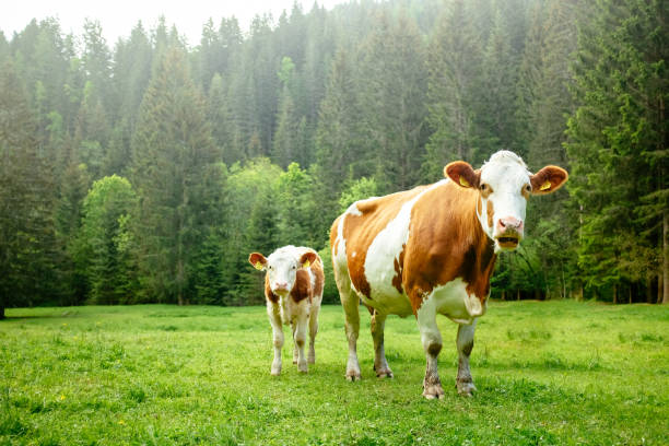 Cows grazing on meadow by river.
