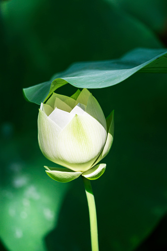 White lotus flowers and leaves