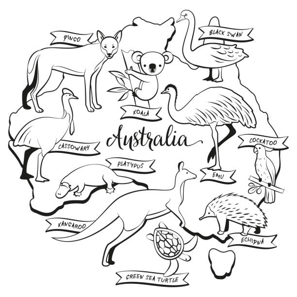 kolorowanka zwierzęta i ptaki australii - coloring book coloring book australia stock illustrations