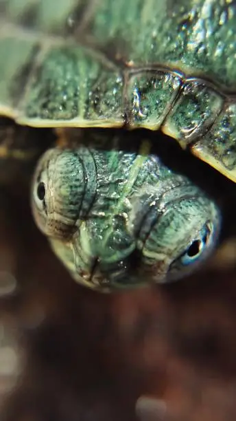 Photo of A close up view of a pet turtle