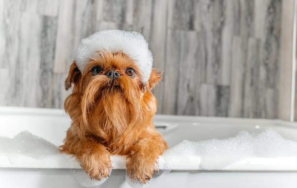 A cute little Griffon dog takes a bubble bath with his paws up on the edge of the tub A cute little Griffon dog takes a bubble bath with his paws up on the edge of the tub. High quality photo dog Brussels Griffon stock pictures, royalty-free photos & images
