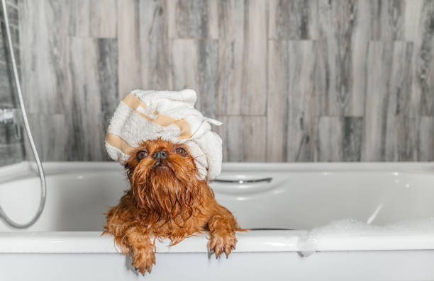 istock brussels griffon dog after bath with towel wrapped around head 1413606214