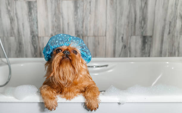 istock Brussels Griffon in the bath, wearing a bathing cap. 1413606257