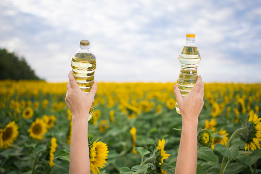 A hand with a bottle of golden sunflower oil raised up against the background of a field of blooming sunflowers in a sunny copy space