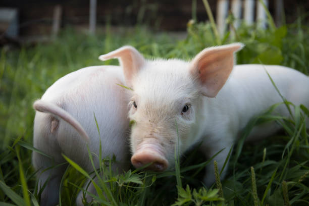 istock Two white cute pigs walk on the green grass and look at the camera and study everything around. 1413606598