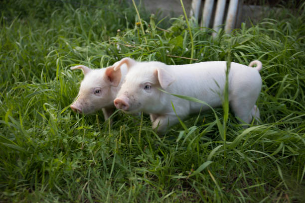 istock Two white cute pigs walk on the green grass and look at the camera and study everything around. 1413606609