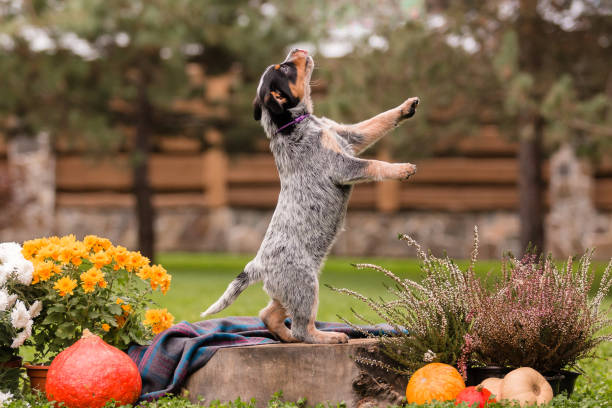 Australian cattle dog puppy outdoor. Blue heeler dog breed. Puppies on the backyard Australian cattle dog puppy outdoor. Blue heeler dog breed. Puppies on the backyard australian cattle dog stock pictures, royalty-free photos & images