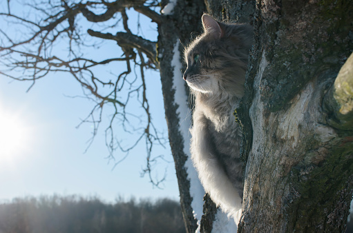 Close-up portrait of cat sitting on tree and looking to the side.