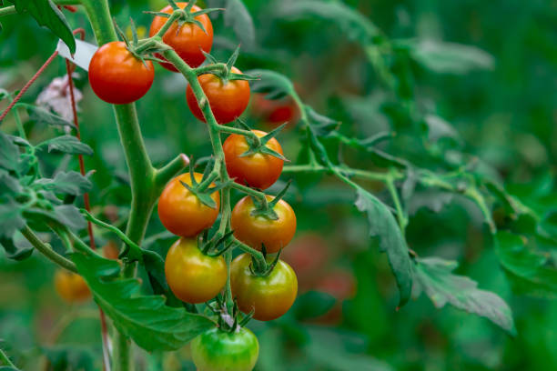 istock Tomatoes growing in greenhouse 1413609115