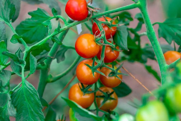 istock Tomatoes growing in greenhouse 1413609137
