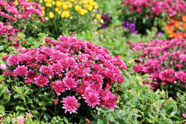 Purple chrysanthemums, bushes of autumn flowers in sunny day stock photo