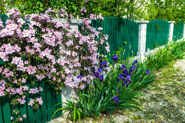 Garden Fence With Blue Flag Iris (Iris versicolor) And Mountain Clematis (Clematis montana)