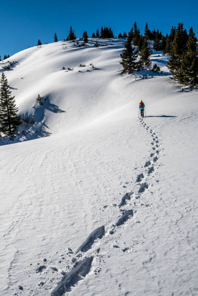 Sporty Hiking Woman With Snowshoes On A Trail Through Winter Landscape On Mountain Rax In The European Alps In Austria stock photo