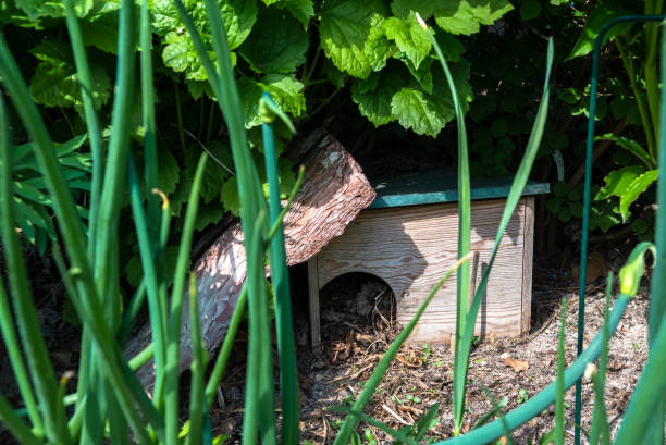 Hedgehog Shelter In A Garden To Support An Endangered Species With a Place For Hibernation stock photo