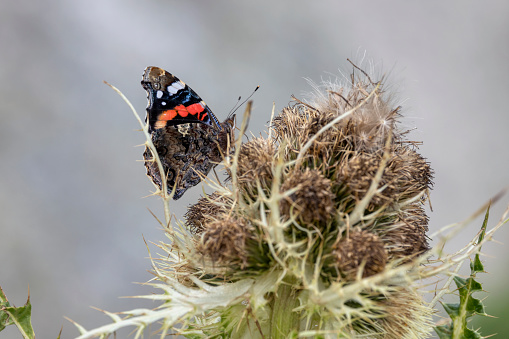 View of Vanessa feeding on a Thistle.