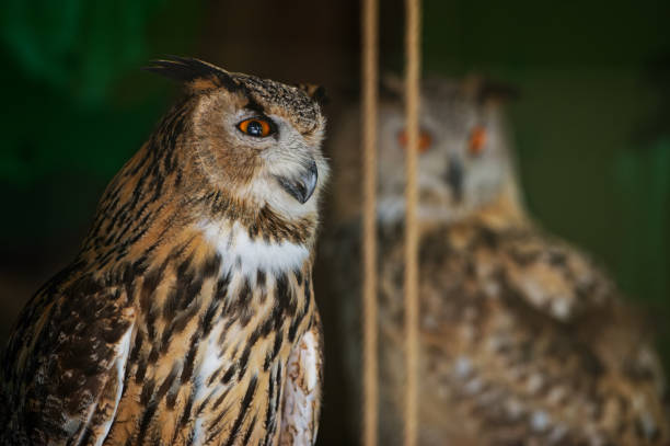 istock The common owl, bubo bubo, looks forward, sitting in the zoo enclosure. There is another owl sitting in the back. Portrait. Close-up. 1413611948