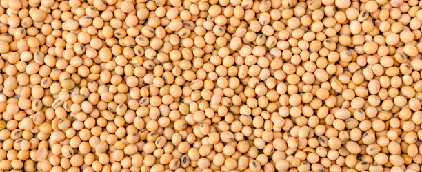 istock Yellow soybean grain. Top view Soybean pattern as for background. Raw dehydrated soybeans texture background top view. 1413612036