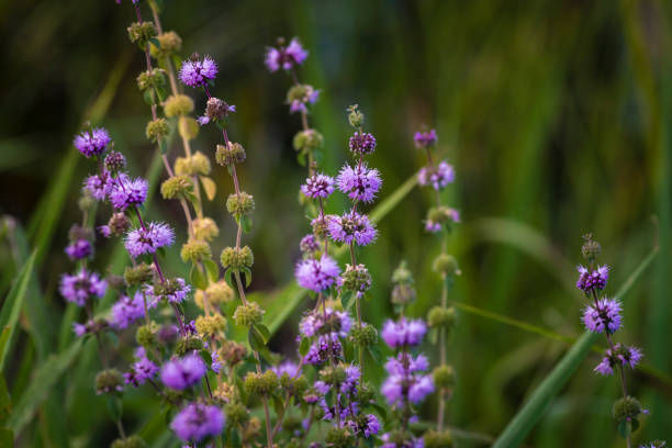 Blooming Mentha pulegium in the Medicinal botanical garden river Meadow filled with purple pennyroyal flowers in late afternoon light, blurred bokeh. mint arvensis wild Blooming Mentha pulegium in the Medicinal botanical garden river Meadow filled with purple pennyroyal flowers in late afternoon light, blurred bokeh. mint arvensis wild mentha pulegium stock pictures, royalty-free photos & images
