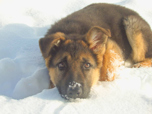 istock Cute German shepherd puppy on white snow 1413612478