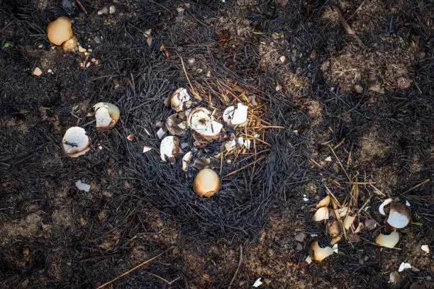 Photo of A nest of birds with eggs between ashes destroyed in a forest fire.