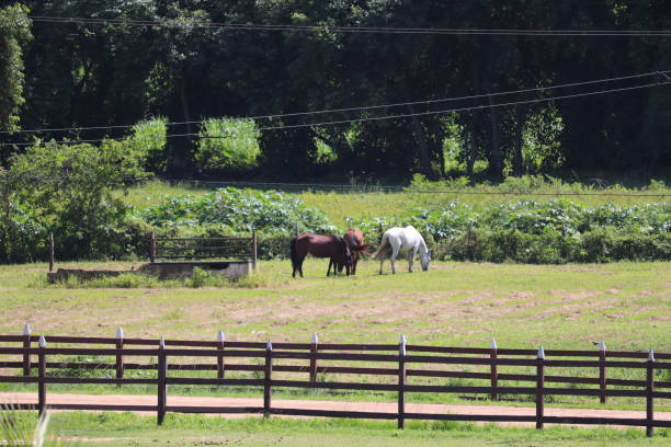 istock HORSES ON THE FARM 1413612670