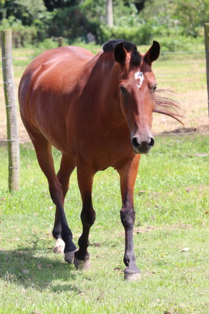 istock HORSES ON THE FARM 1413612887