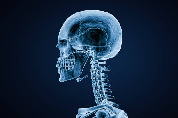 Xray image of lateral or profile view of skull of adult male on blue background 3D rendering illustration. Anatomy, medicine, medical, science, osteology concept. stock photo
