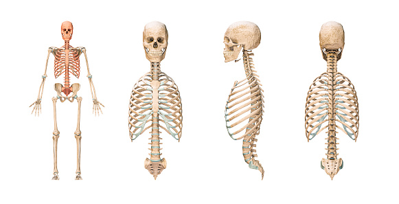 Accurate axial bones of human skeletal system or skeleton isolated on white background 3D rendering illustration. Blank anatomical chart. Anterior, lateral and posterior views. Anatomy, medical, osteology, healthcare, science concept.