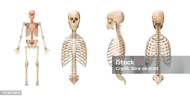 Accurate Axial Bones Of Human Skeletal System Or Skeleton Isolated On White Background 3d Rendering Illustration Blank Anatomical Chart Anterior Lateral And Posterior Views Anatomy Medical Osteology Healthcare Science Concept Stock Photo - Download Image Now