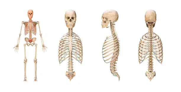 Photo of Accurate axial bones of human skeletal system or skeleton isolated on white background 3D rendering illustration. Blank anatomical chart. Anterior, lateral and posterior views. Anatomy, medical, osteology, healthcare, science concept.