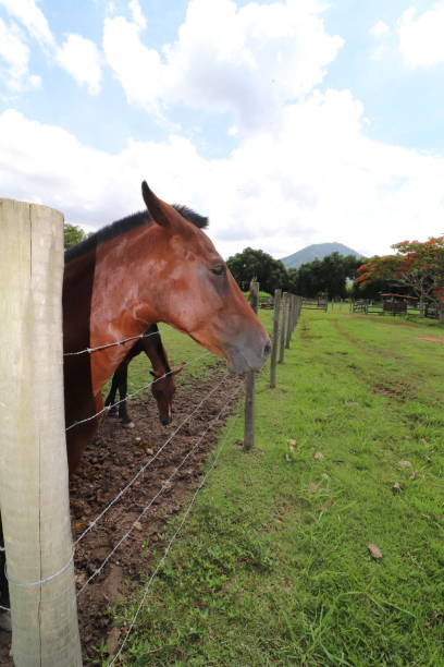 istock HORSES ON THE FARM 1413613860