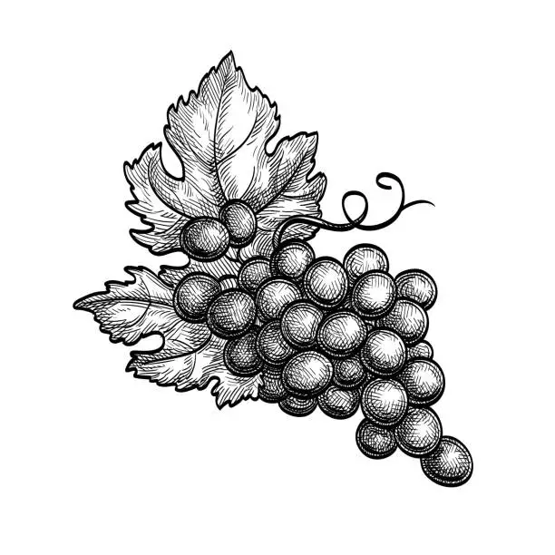 Vector illustration of Ink sketch of grape bunch.