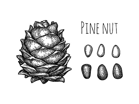 Pine nut cone and nuts. Hand drawn ink sketch.