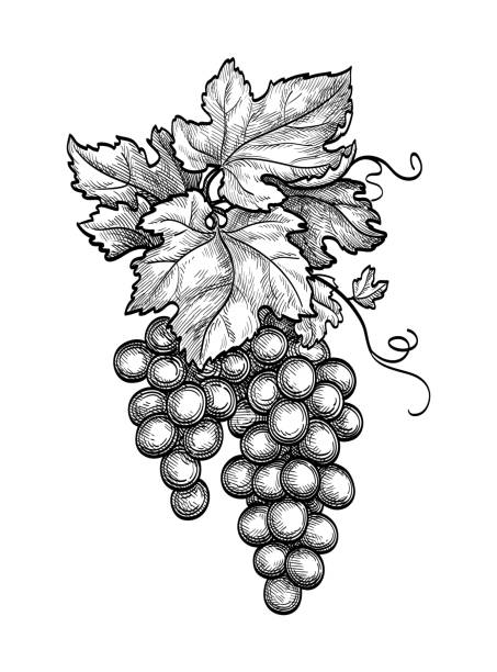 чернильным эскизом грозди винограда. - grape leaf stock illustrations