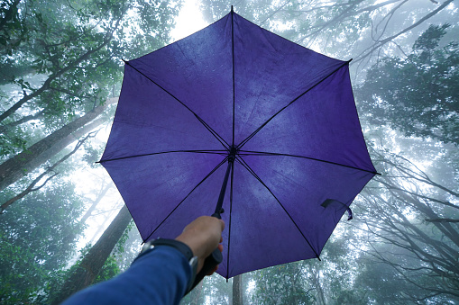 hand hold umbrella with low angle view of tree top in mist tropical forest