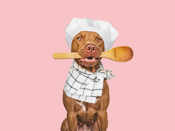 istock Pretty, lovable brown puppy and white chef's hat 1413616591