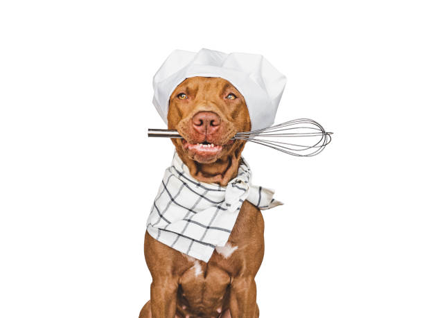 istock Pretty, lovable brown puppy and white chef's hat 1413616643