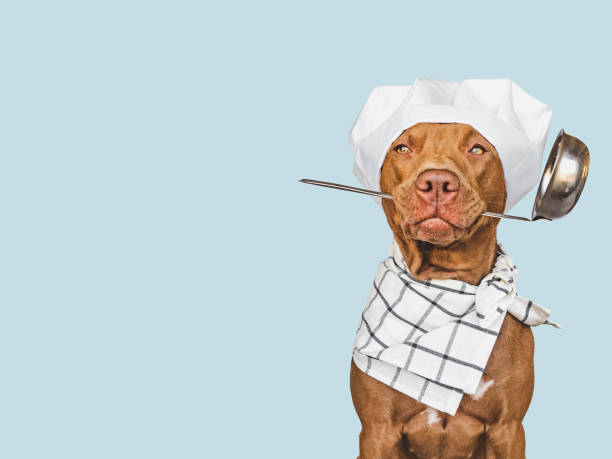 istock Pretty, lovable brown puppy and white chef's hat 1413616702