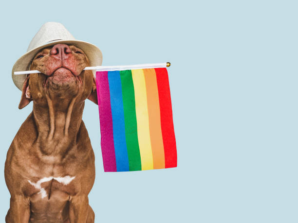istock Lovable, pretty dog and Rainbow Flag. Closeup 1413616918
